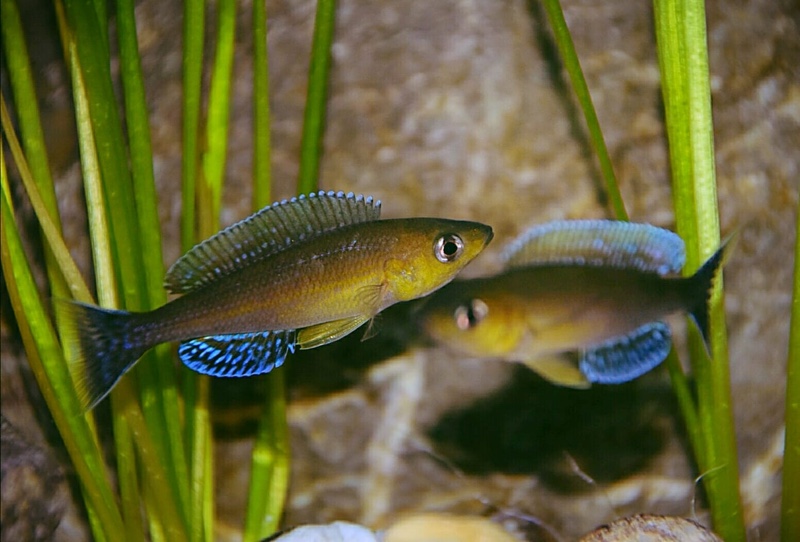 Cyprichromis sp. 'dwarf jumbo' Kigoma